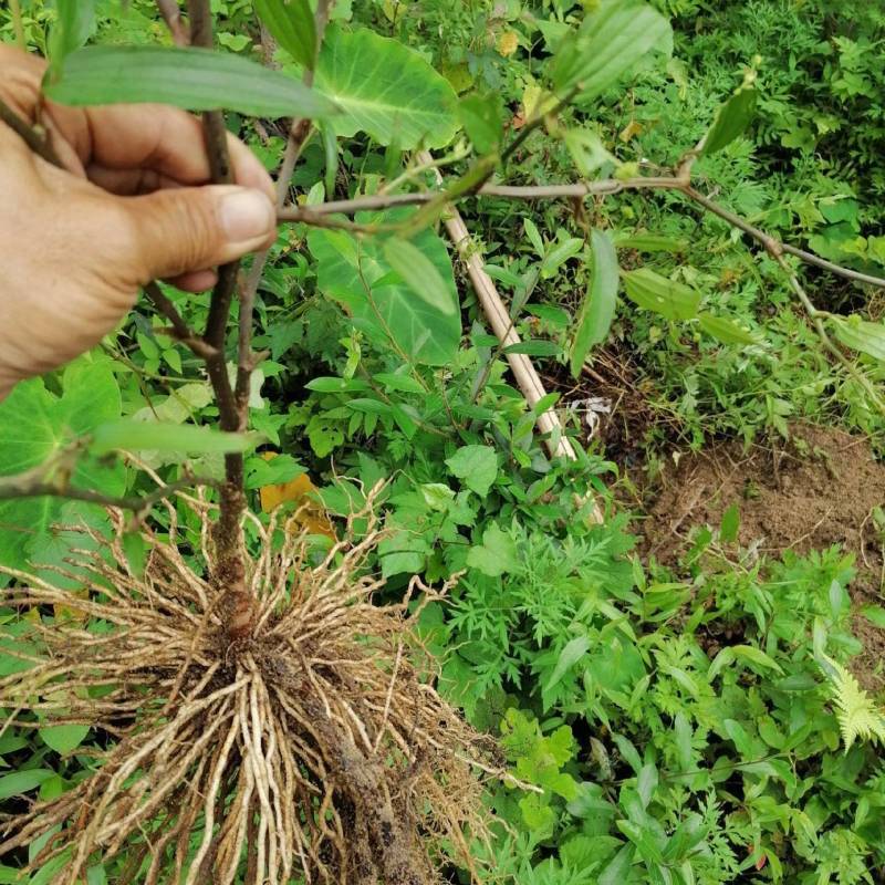 牛尾菜种苗牛尾蕨鞭干蕨药食同源植物供技术收产品