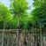 桃花心木5-8-10-12公分，量大价格低