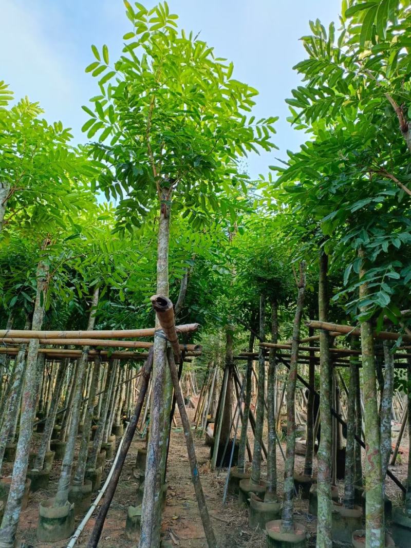 桃花心木5-8-10-12公分，量大价格低