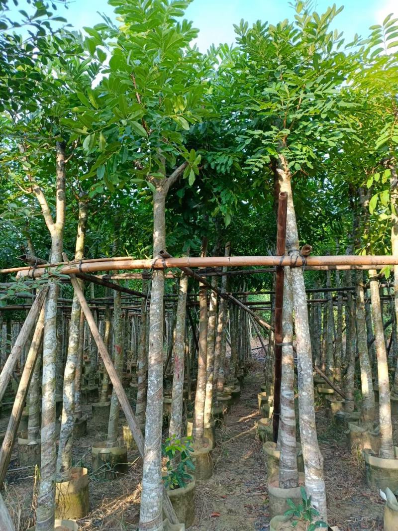 桃花心木5-8-10-12公分，量大价格低