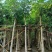 桃花心木5-8-10-12公分，量大价格低