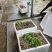 牛尾菜种苗牛尾蕨鞭干蕨药食同源植物供技术收产品