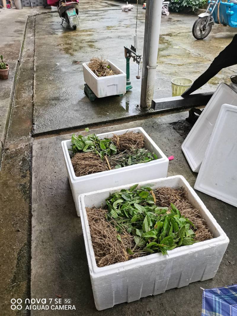 牛尾菜种苗牛尾蕨鞭干蕨药食同源植物供技术收产品