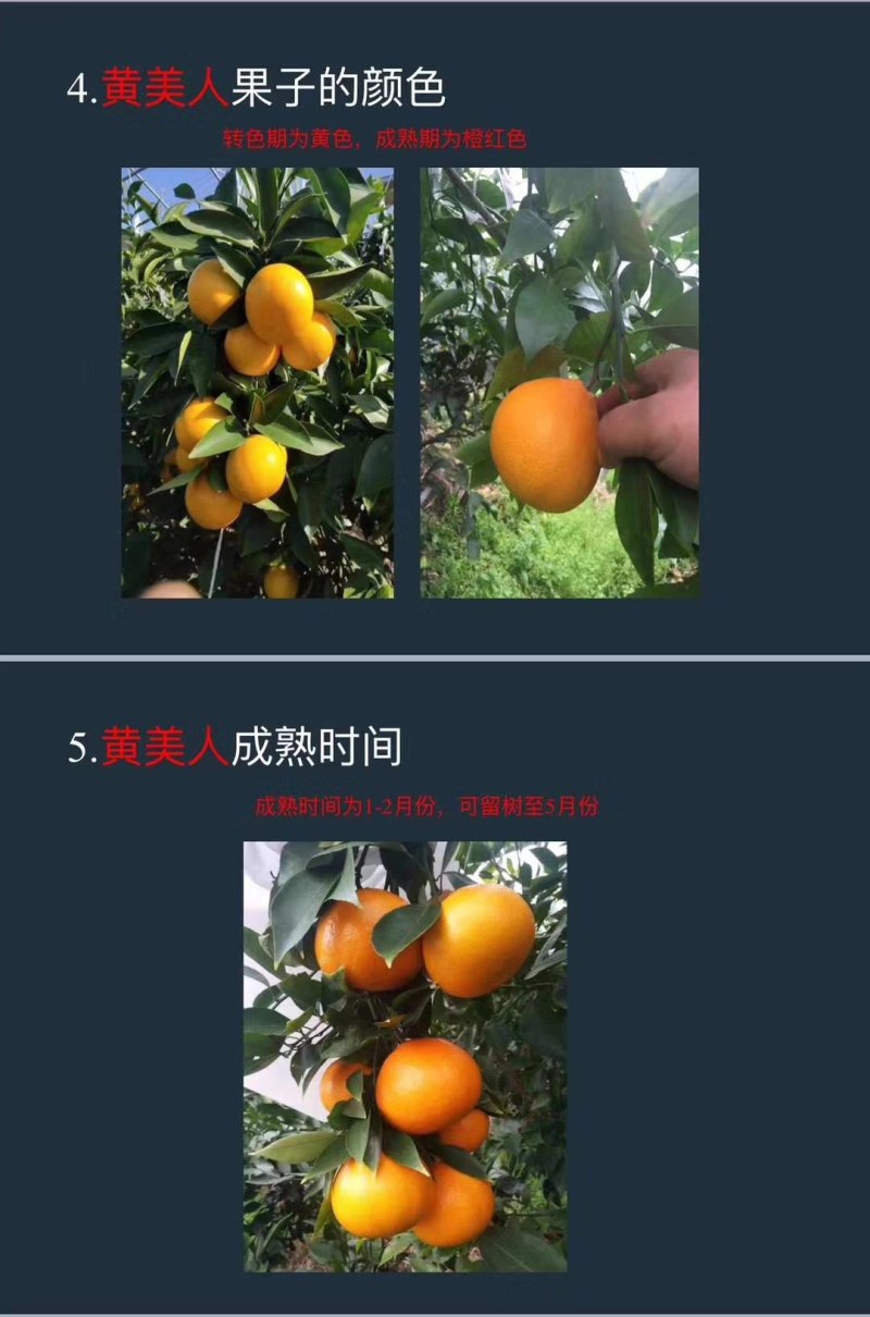 【1-3公分大苗】黄美人柑桔苗，2-3年苗，挂果苗