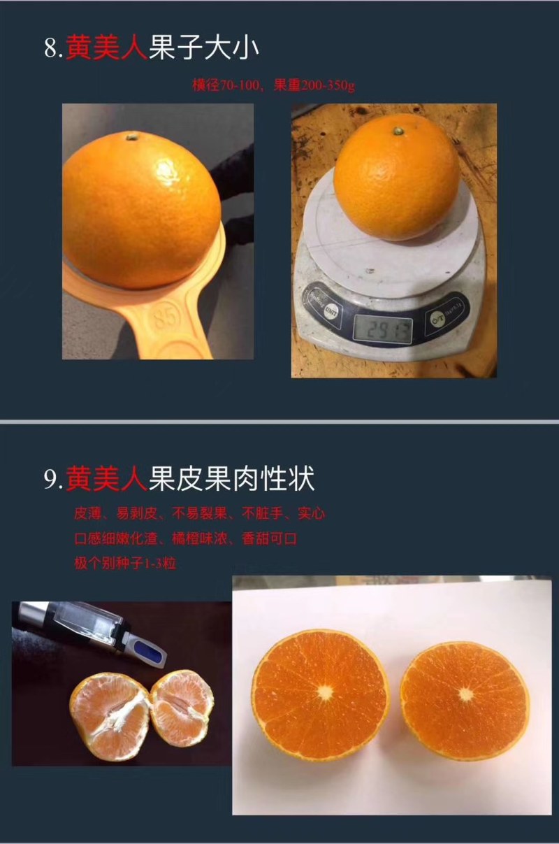 【1-3公分大苗】黄美人柑桔苗，2-3年苗，挂果苗