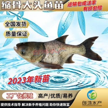 【2023新苗】缩骨大头鱼苗缩骨鱼苗缩骨鳙鱼苗