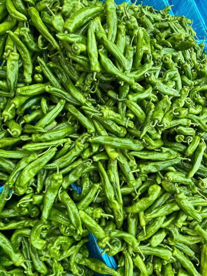 【鲜辣椒】河南精品鲜辣椒，泡椒大量供应，品质保证视频看货
