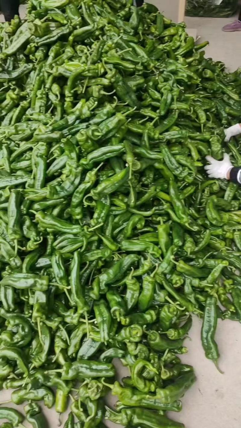 【鲜辣椒】河南精品鲜辣椒，泡椒大量供应，品质保证视频看货