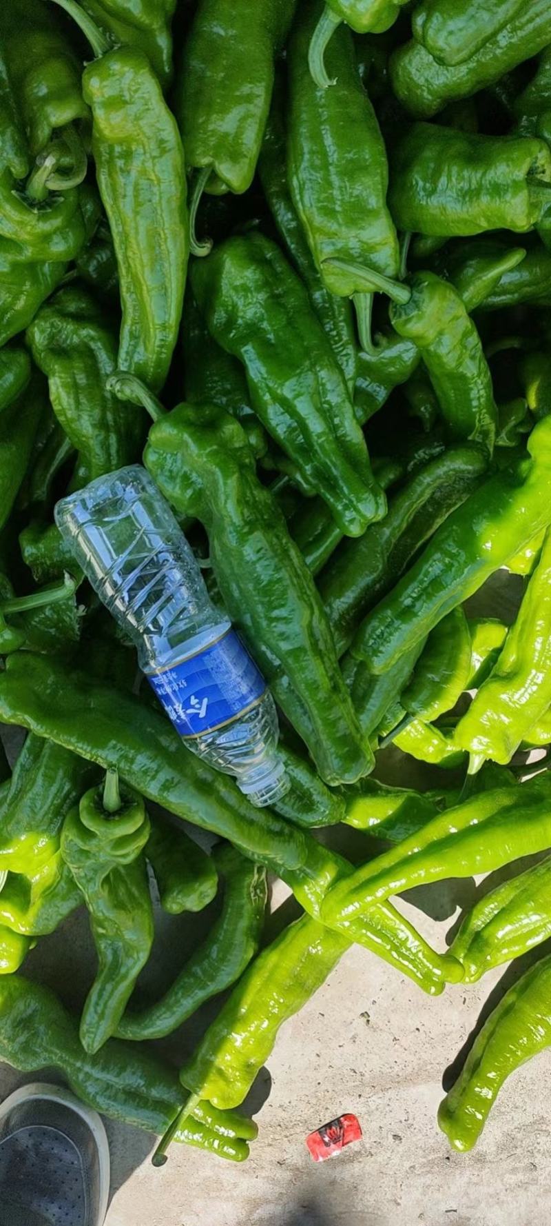 【鲜辣椒】河南精品鲜辣椒，泡椒大量供应，品质保证视频看货