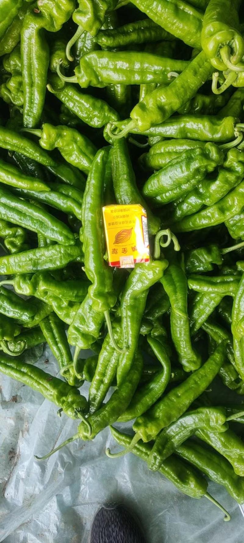【鲜辣椒】河南精品鲜辣椒，泡椒大量供应，品质保证视频看货
