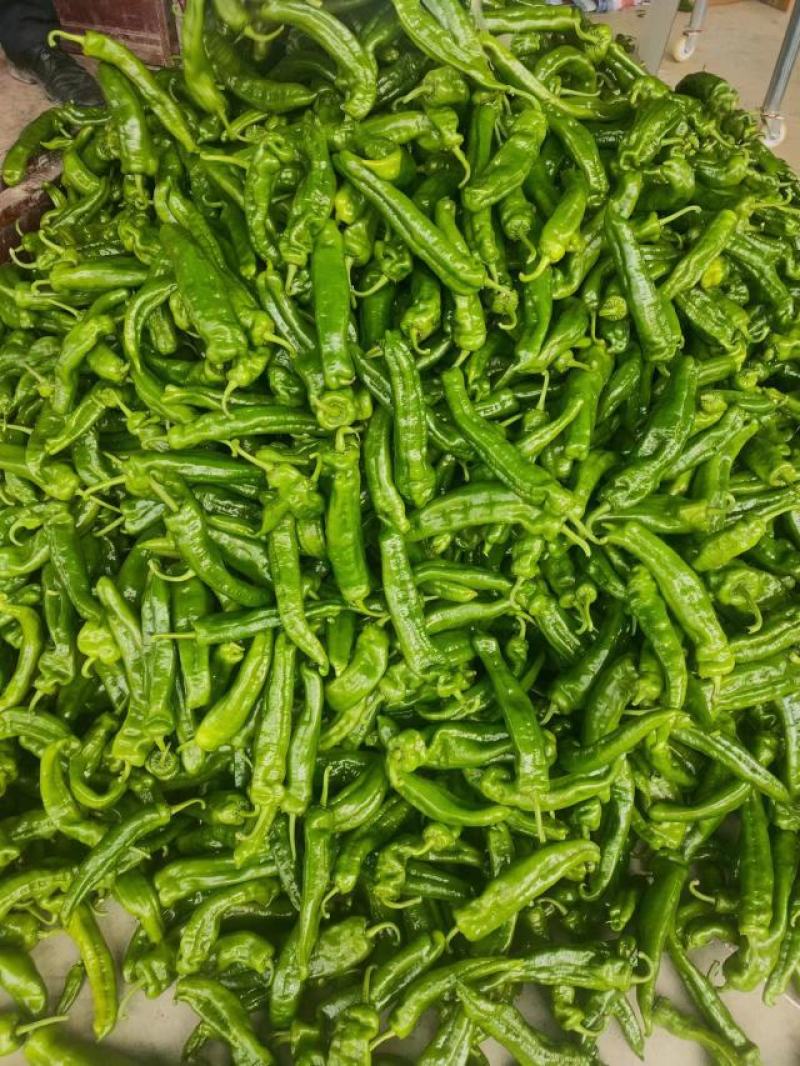 【鲜辣椒】河南精品鲜辣椒，泡椒大量供应，品质保证视频看货