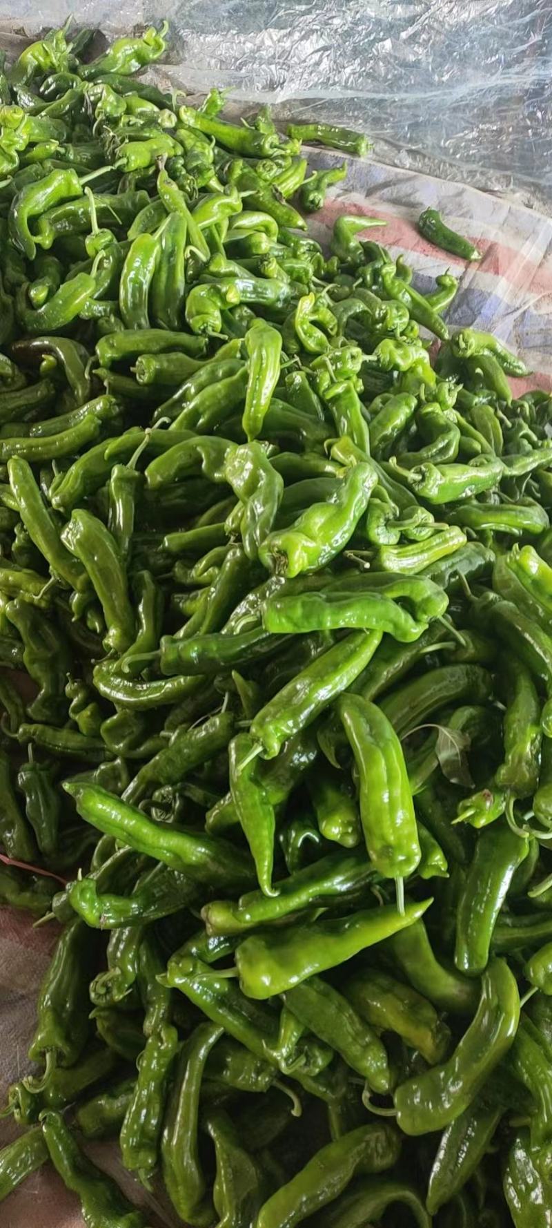 【鲜辣椒】河南精品鲜辣椒，泡椒大量供应，品质保证视频看货