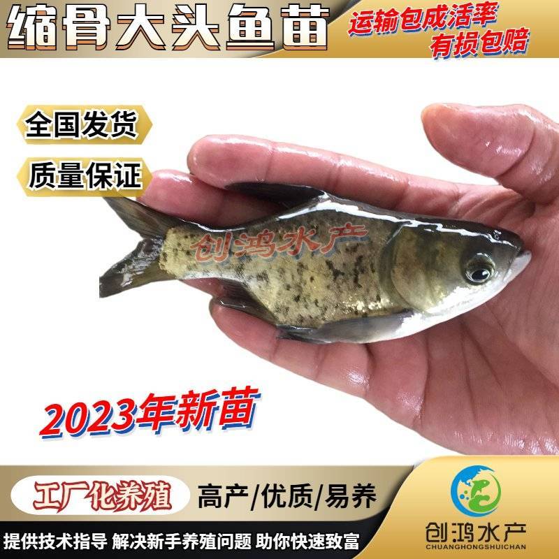 【2023新苗】苗场直供缩骨大头鱼苗缩骨鱼苗缩骨鳙鱼苗