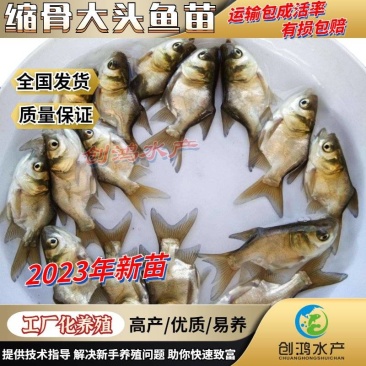 【2023新苗】一级缩骨大头鱼苗缩骨鱼苗缩骨鳙鱼苗