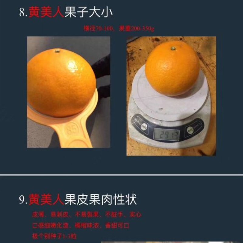 【1-3公分大苗】黄美人柑桔苗，2-3年苗，挂果苗