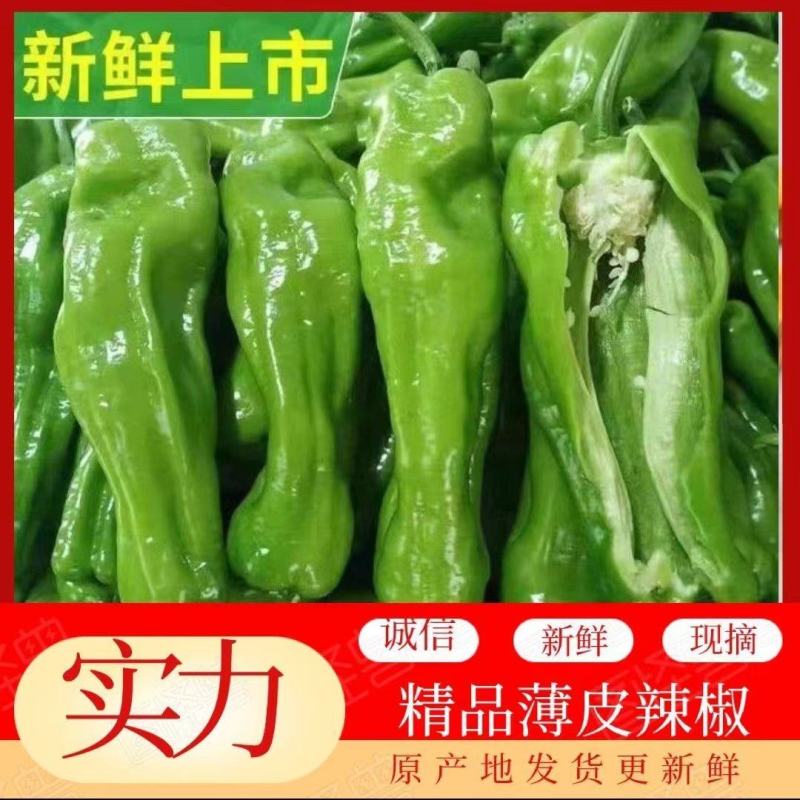 【精选泡椒】鲜辣椒青辣椒泡椒辣椒批发质量好诚信合作