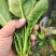 菠菜。颜色深绿，可供山东河南全国各大市场超市