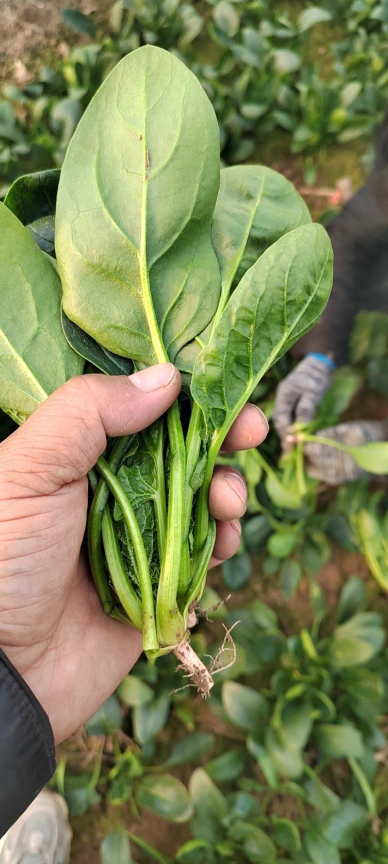 菠菜。颜色深绿，可供山东河南全国各大市场超市