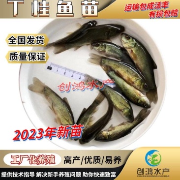 优质丁桂鱼鱼苗欧洲丁鱥鱼苗丁桂鱼苗水花食用观赏鱼