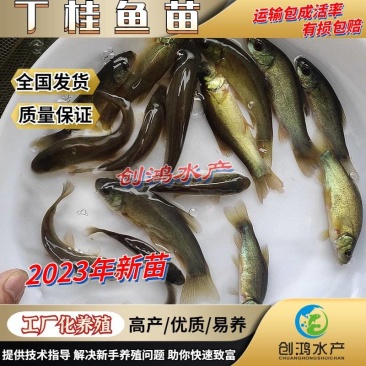【2023新苗】欧洲丁鱥鱼苗丁桂鱼苗丁桂鱼水花