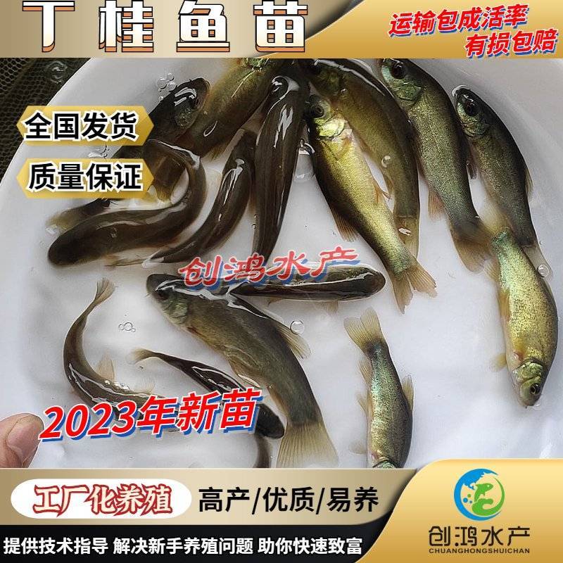 【2023新苗】欧洲丁鱥鱼苗丁桂鱼苗丁桂鱼水花