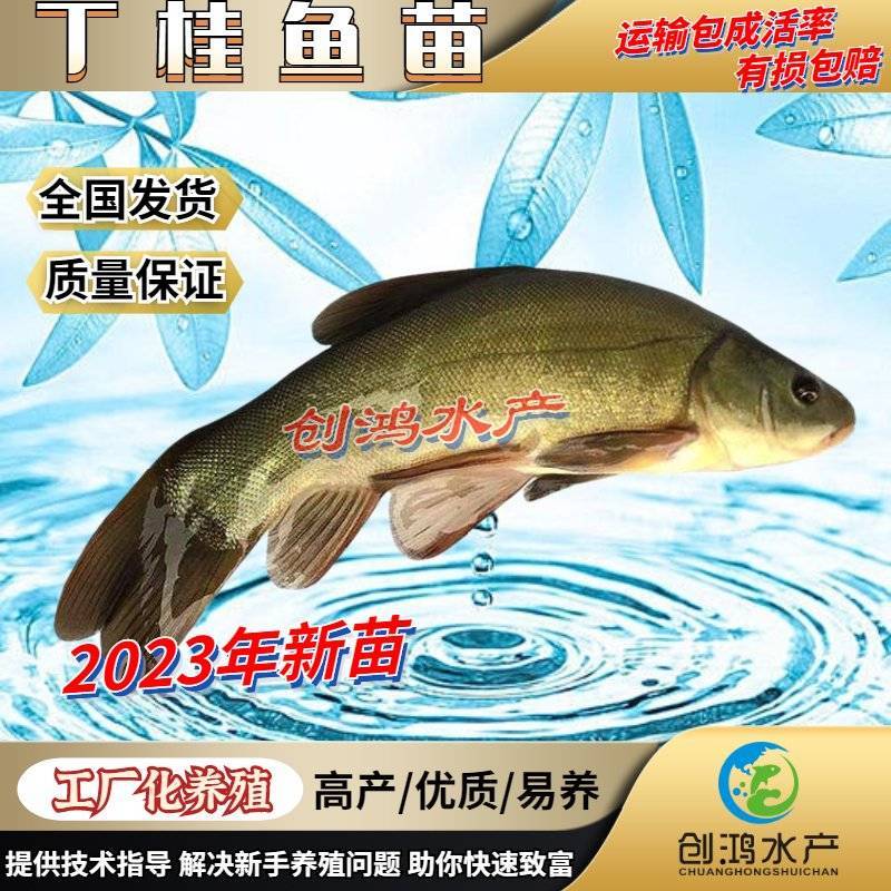 【2023新苗】欧洲丁鱥鱼苗丁桂鱼苗丁桂鱼水花