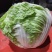 [大白菜]鸡腿大白菜产地白菜欢迎来电采购