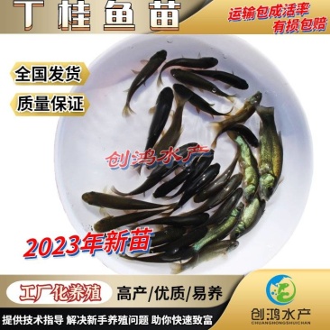 2023新苗优质丁桂鱼鱼苗欧洲丁鱥鱼苗食用观赏鱼