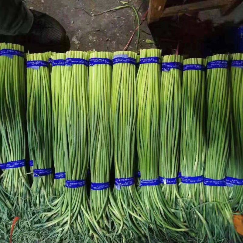 冷库蒜薹大量现货供应，货源充足，全国发货，