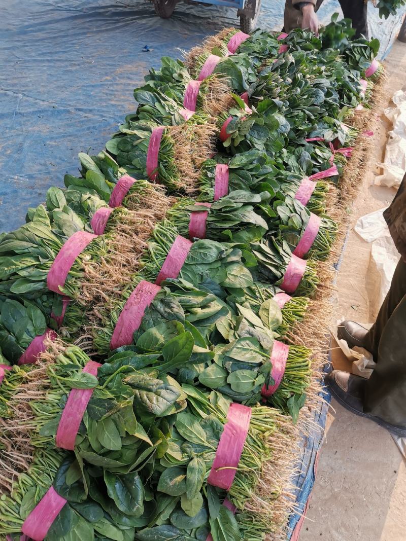 【强烈推荐】河南大叶菠菜产地直发量大从优货源充足