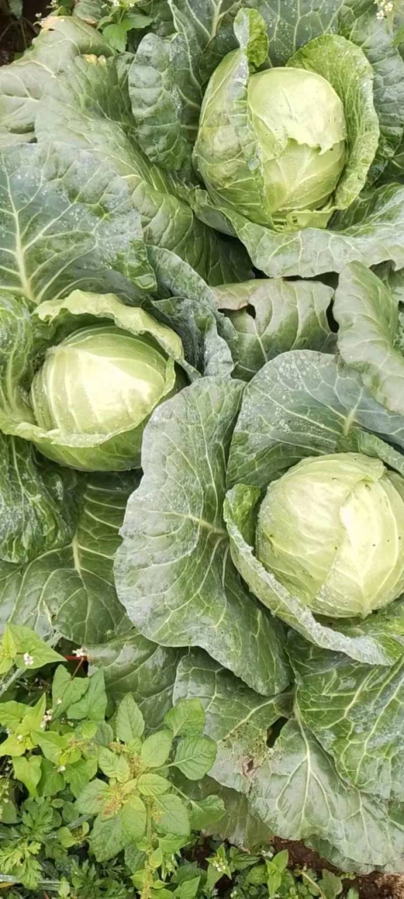 农民种植白菜，小铁头，奥奇粒，柳星菜，青麻叶，流心菜