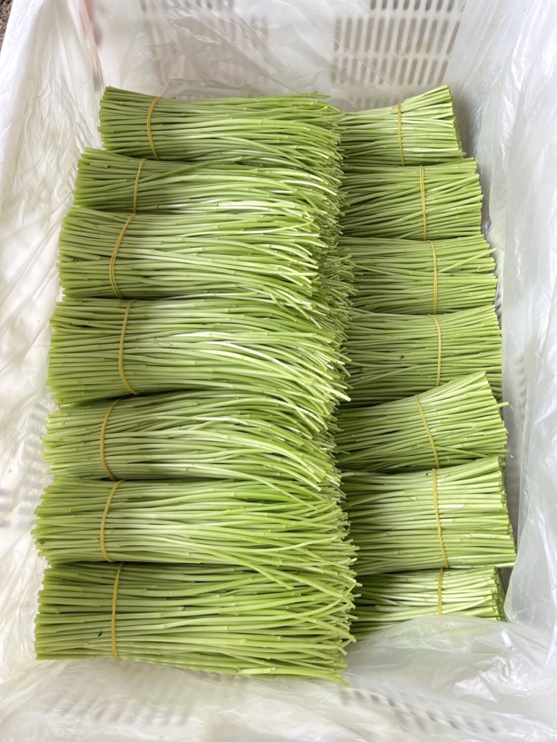 黎蒿