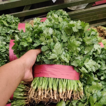 【精品推荐】优质大叶香菜商超品质常年发往山西北京陕西辽宁
