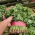【精品推荐】优质大叶香菜商超品质常年发往山西北京陕西辽宁