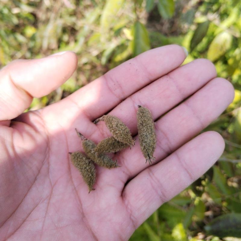 山芝麻根种子