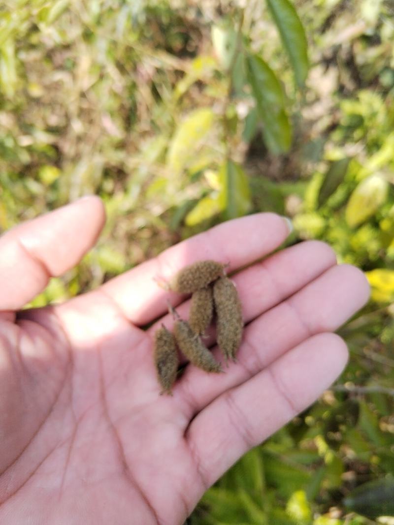 山芝麻根种子