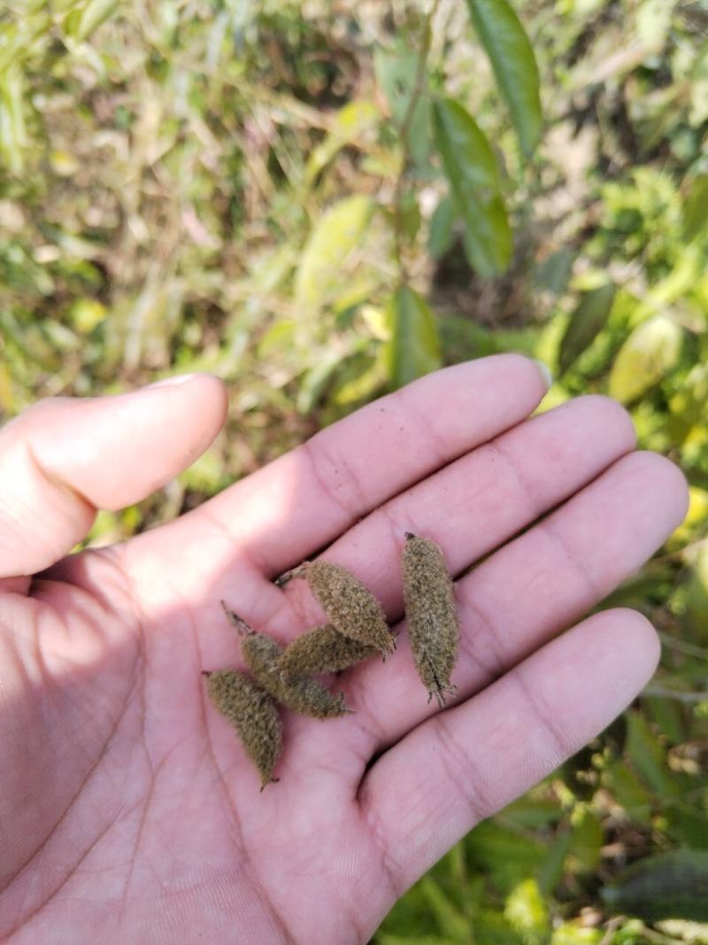 山芝麻根种子