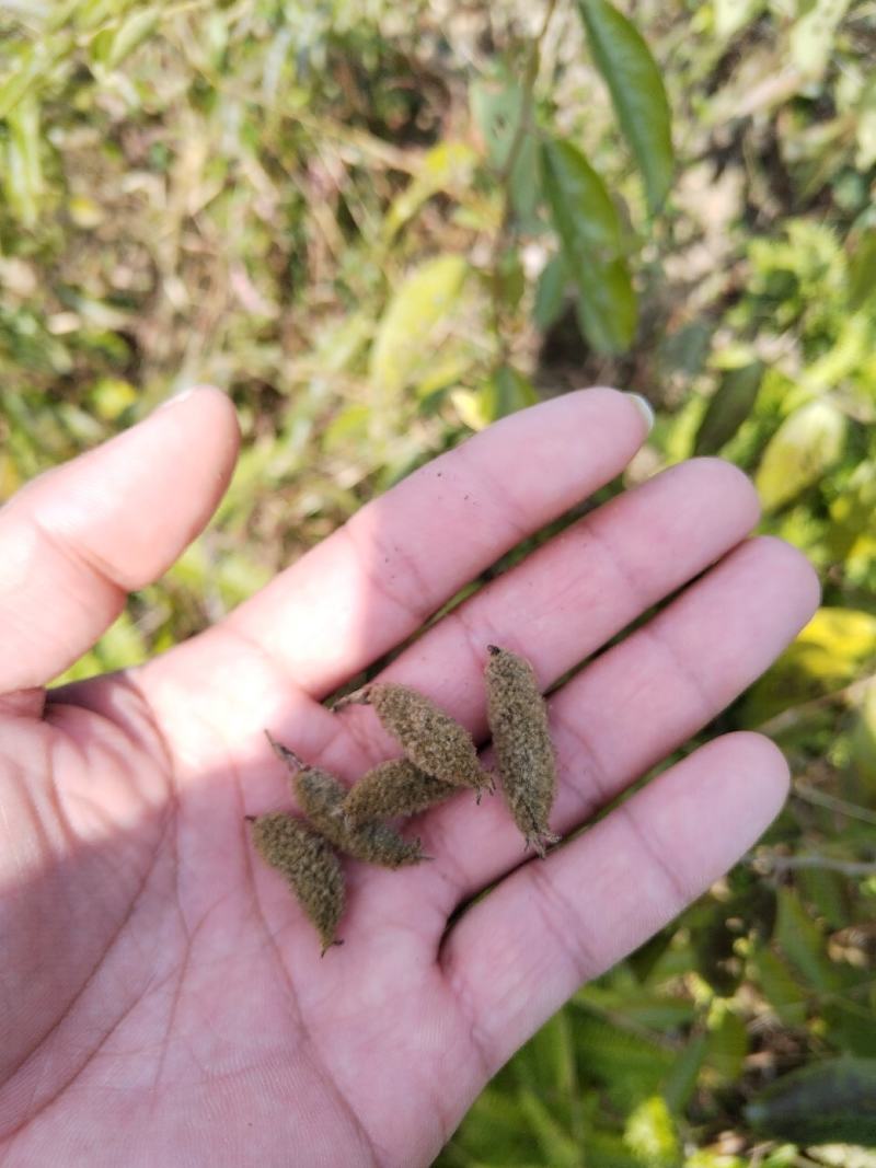 山芝麻根种子