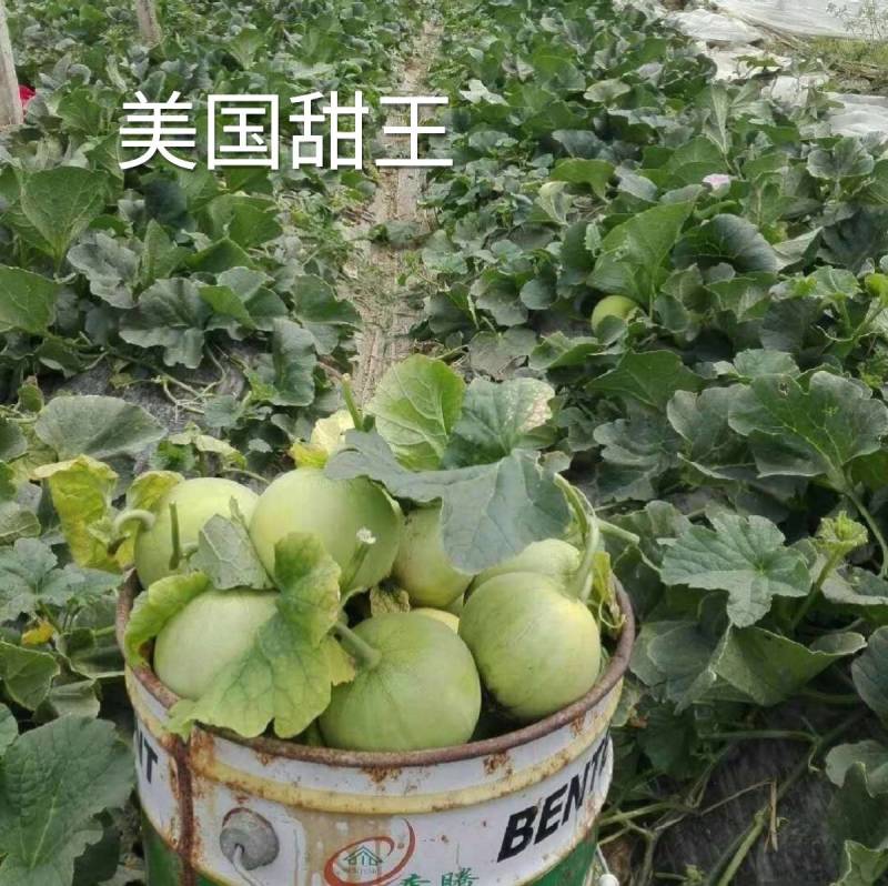 美国甜王甜瓜种子超日本甜宝白绿皮超甜脆耐裂香瓜甜瓜种子
