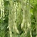 白色四季豆种子幸运99肉厚无筋结荚密春秋可种