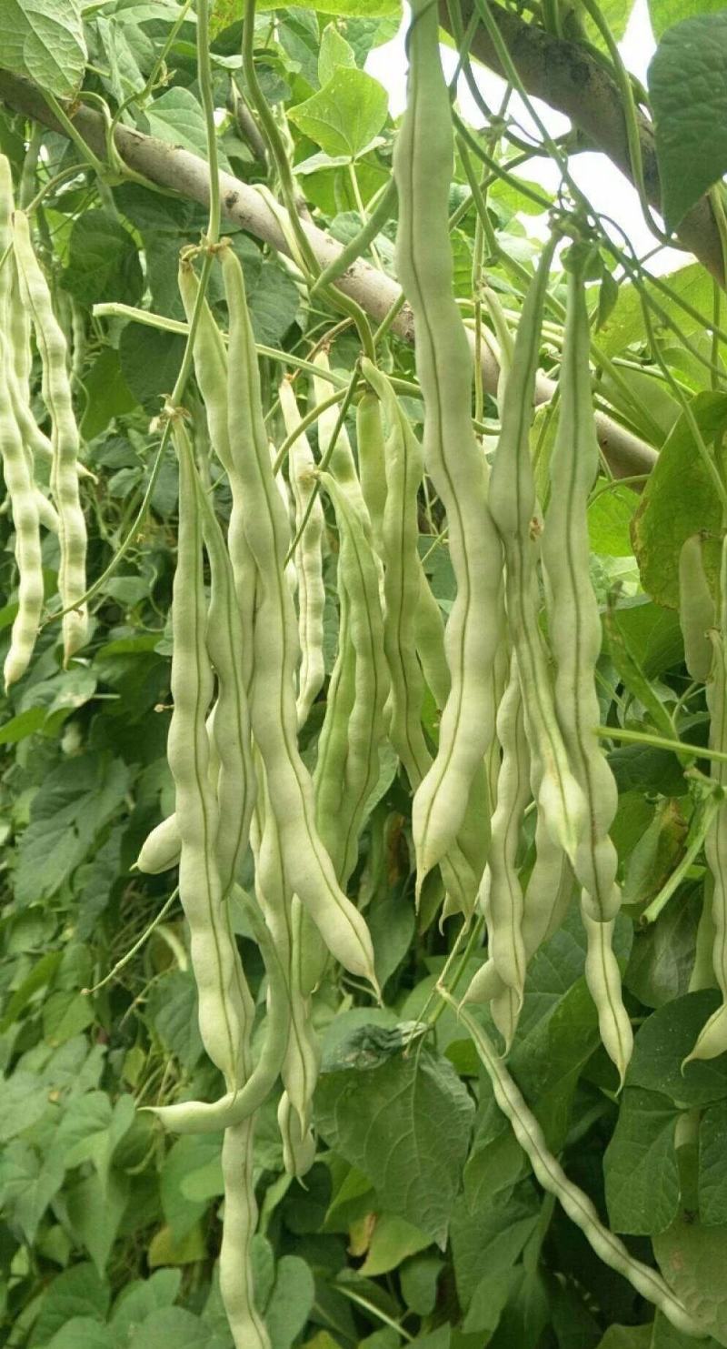 白色四季豆种子幸运99肉厚无筋结荚密春秋可种