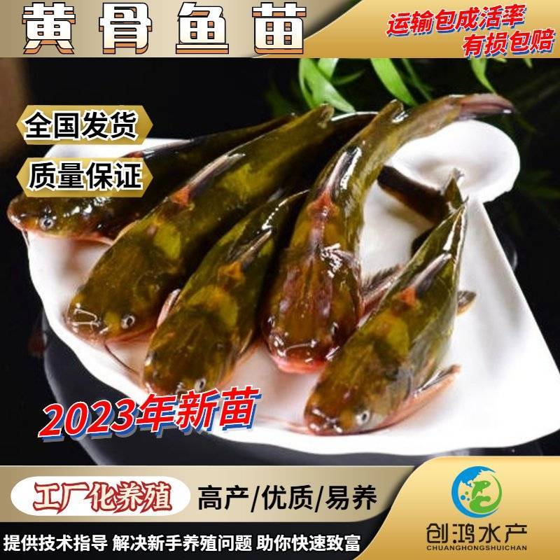 【2023新苗】全雄黄骨鱼鱼苗杂交黄骨鱼苗单性黄颡鱼苗