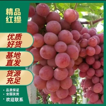 冷库库存精品克伦生大串大颗粒单层果货源充足量大