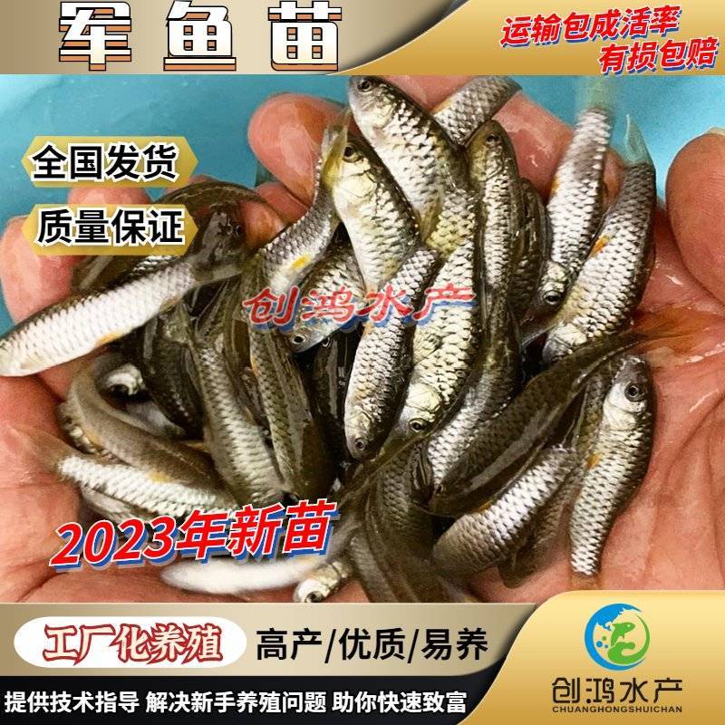 【2023新苗】优质青竹鲩鱼苗光倒刺鲃鱼苗军鱼苗