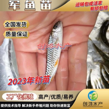 【2023新苗】特价批发青竹鲩鱼苗光倒刺鲃军鱼苗