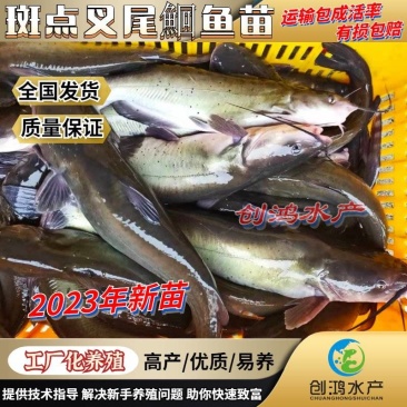 2023新苗叉尾鮰鱼苗斑点叉尾鮰鱼苗钳鱼苗淡水鱼苗