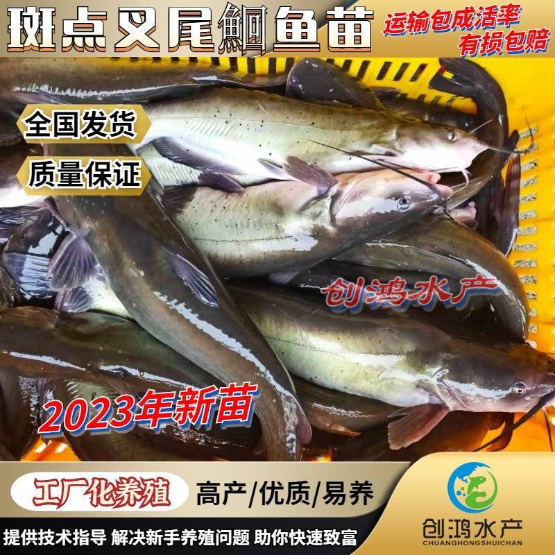 2023新苗叉尾鮰鱼苗斑点叉尾鮰鱼苗钳鱼苗淡水鱼苗