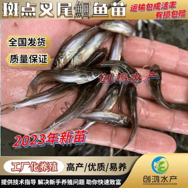 【2023新苗】广东叉尾鮰鱼苗美国斑点叉尾鮰鱼苗