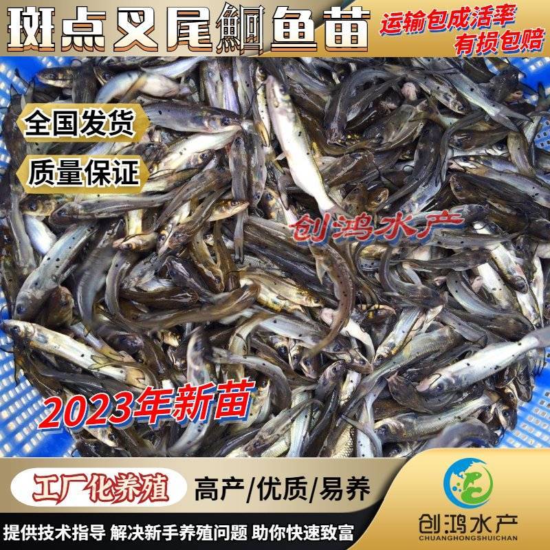 【2023新苗】叉尾鮰鱼苗美国斑点叉尾鮰鱼苗叉尾钳鱼苗