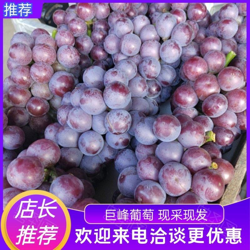 石家庄套袋巨峰葡萄大量上市了口感20糖欢迎老板洽谈咨询。